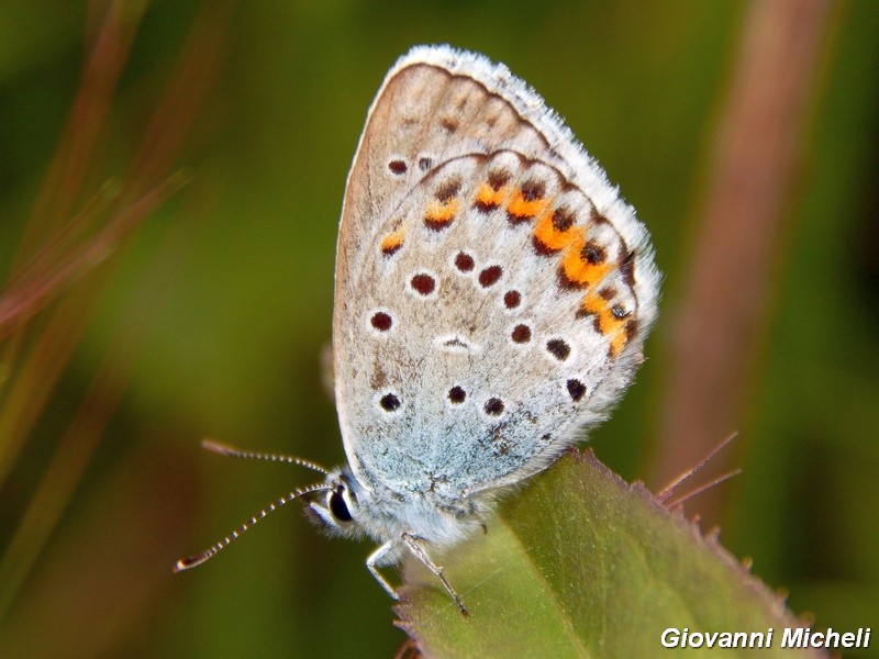 Ci risiamo con i Plebejus ....